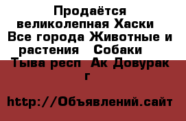 Продаётся великолепная Хаски - Все города Животные и растения » Собаки   . Тыва респ.,Ак-Довурак г.